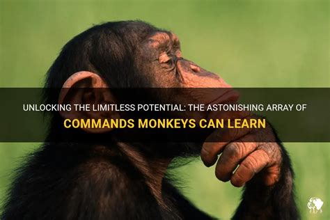 The Science of Monkey Magic: Exploring the Cognitive Reactions of Primates